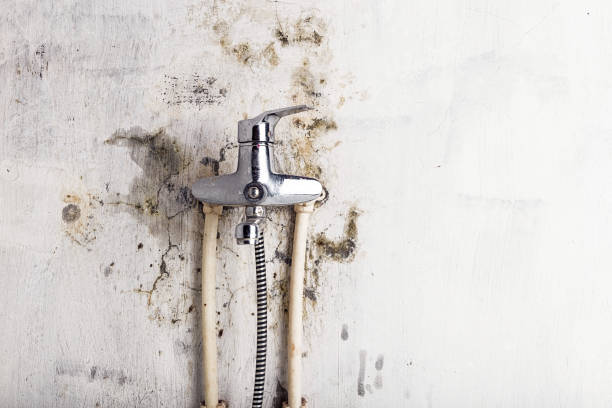 Best Mold Removal Company Near Me  in Oostburg, WI