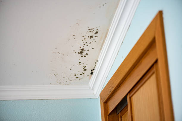 Best Commercial Mold Removal  in Oostburg, WI