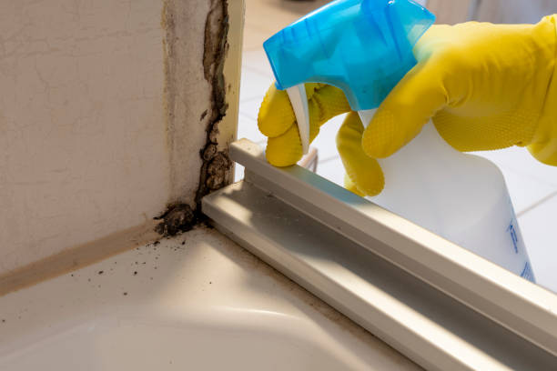 Best Attic Mold Removal  in Oostburg, WI