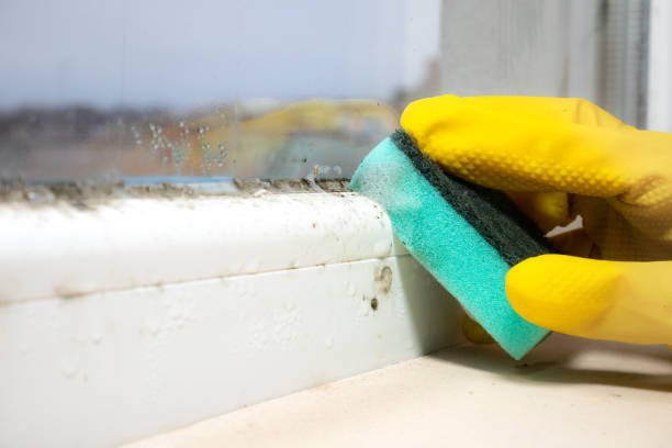 Best Affordable Mold Removal  in Oostburg, WI