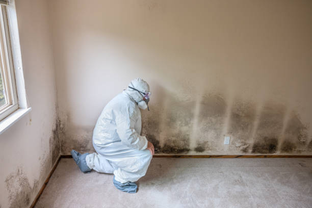 Trusted Oostburg, WI Mold Removal Experts