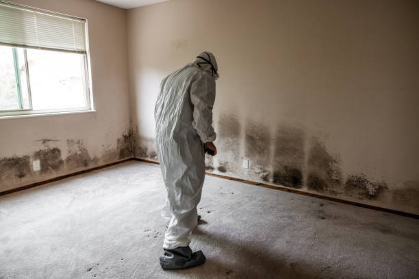 Best Certified Mold Removal  in Oostburg, WI